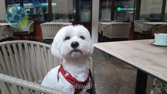chien reunited   66110 Amélie-les-Bains-Palalda Ugo