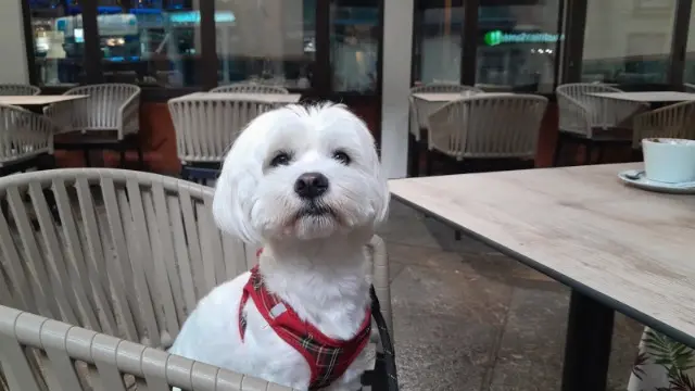 chien reunited   66110 Amélie-les-Bains-Palalda Ugo