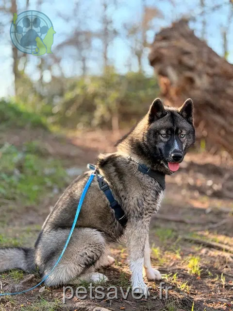 chien reunited   67700 Saverne Amrok