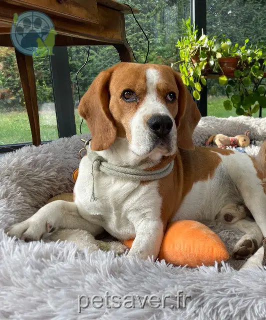 chien reunited 67190 Grendelbruch Maurice