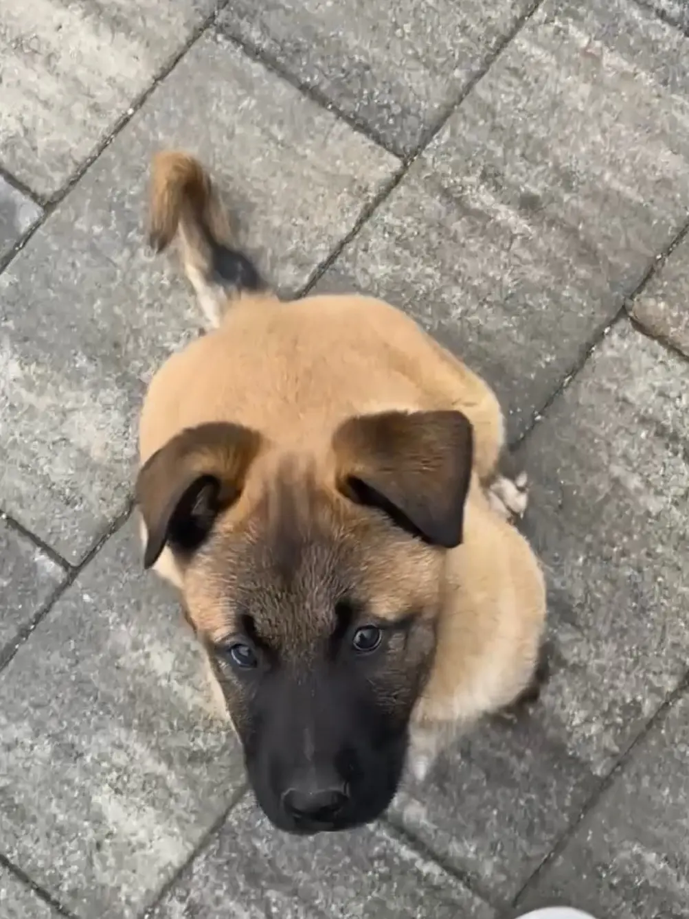 Chien Perdu 67 Bas-Rhin - Moka Chien Perdu 67 Bas-Rhin - Moka