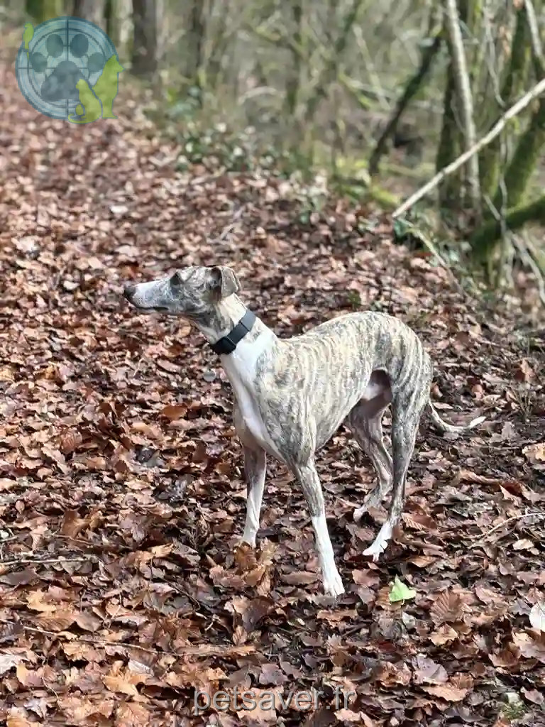 Chien Trouvé 67 Bas-Rhin - Pollock Chien Trouvé 67 Bas-Rhin - Pollock