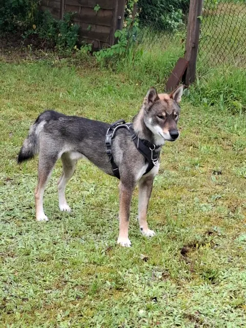 chien reunited   67340 Lichtenberg Ryufu