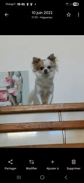 chien reunited   67500 Haguenau Simba