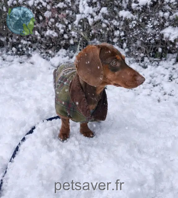 Hund reunited    Strasbourg Ary