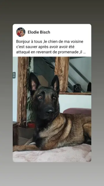 chien reunited   67140 Stotzheim Uka