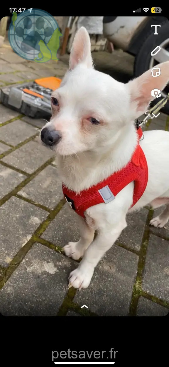 Chien Perdu 68 Haut-Rhin - Flocon Chien Perdu 68 Haut-Rhin - Flocon