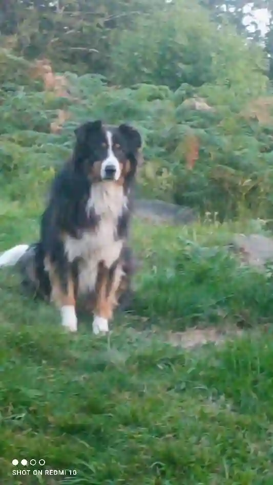 Chien Trouvé 68 Haut-Rhin - Kaiko Chien Trouvé 68 Haut-Rhin - Kaiko