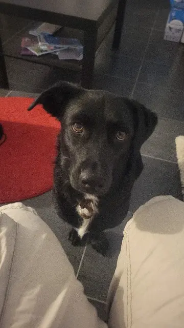 chien reunited    Wintzenheim Koda