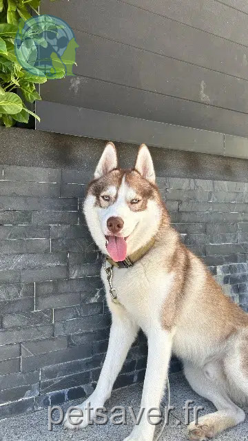 chien reunited   68500 Hartmannswiller Maylo