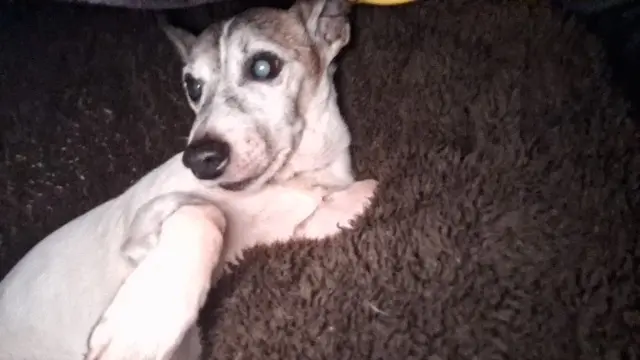 chien reunited    Mulhouse heliott