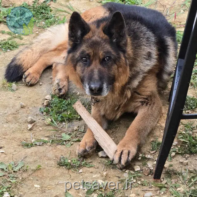 chien reunited Mulhouse Loki