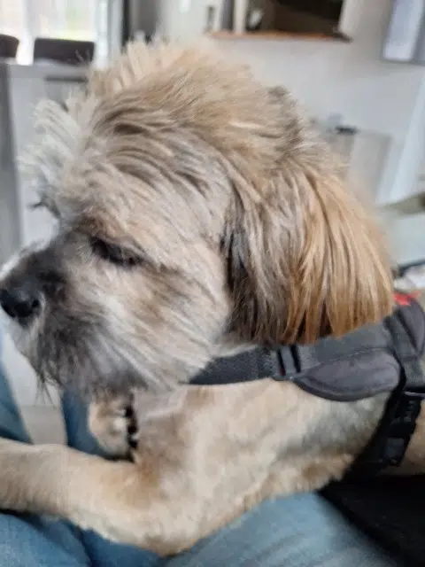 chien reunited   68610 Linthal Skinny