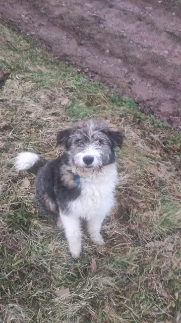 chien reunited   68500 Merxheim Spookie