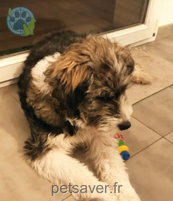 chien reunited   68500 Merxheim Spookie