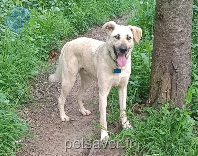 chien reunited 68460 Lutterbach Sweet