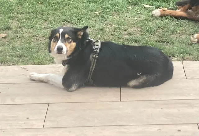 chien reunited   68500 Guebwiller Tracks