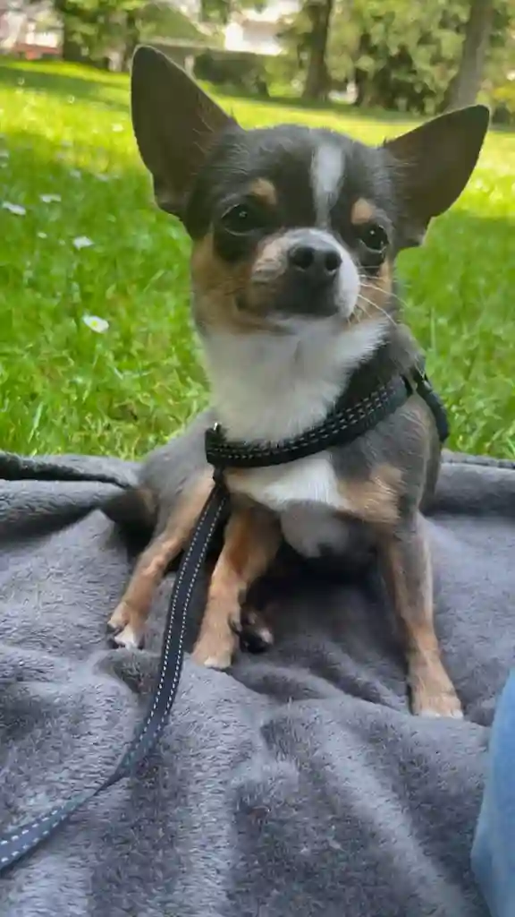 Chien Trouvé 68 Haut-Rhin - Uno Chien Trouvé 68 Haut-Rhin - Uno