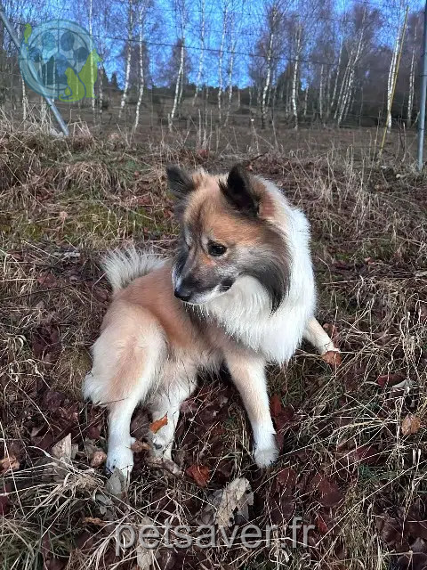 chien reunited   68610 Linthal Upsy