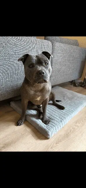 chien reunited   68040 Ingersheim Vasco