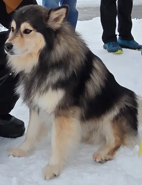 chien reunited   69970 Chaponnay Ramsés