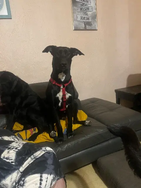 chien reunited   69430 Beaujeu Roky