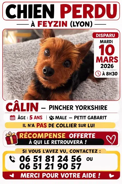 chien reunited   69320 Feyzin Abidi