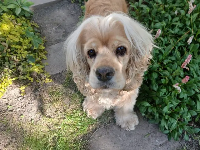 chien reunited   69540 Irigny Bobik