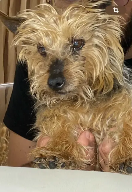 chien reunited   69140 Rillieux-la-Pape Bounty