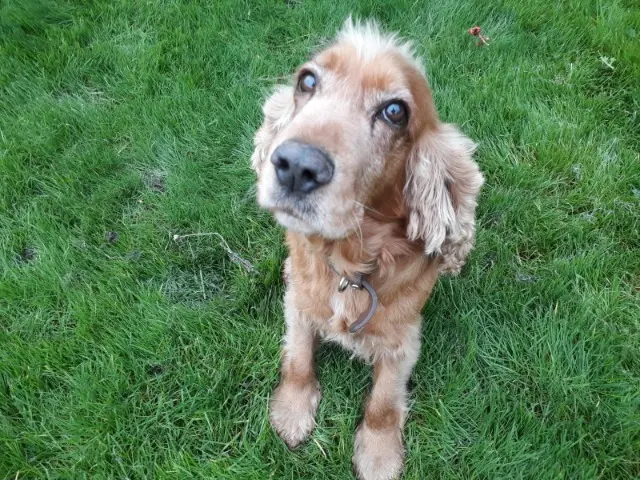 chien reunited   69250 Albigny-sur-Saône Herrmes