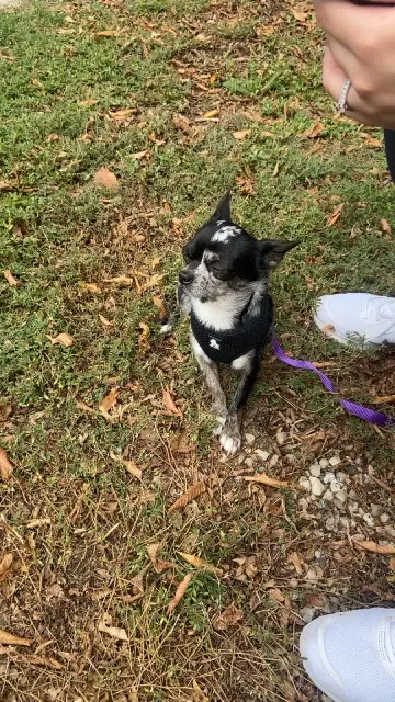 chien reunited   69190 Saint-Fons Joy