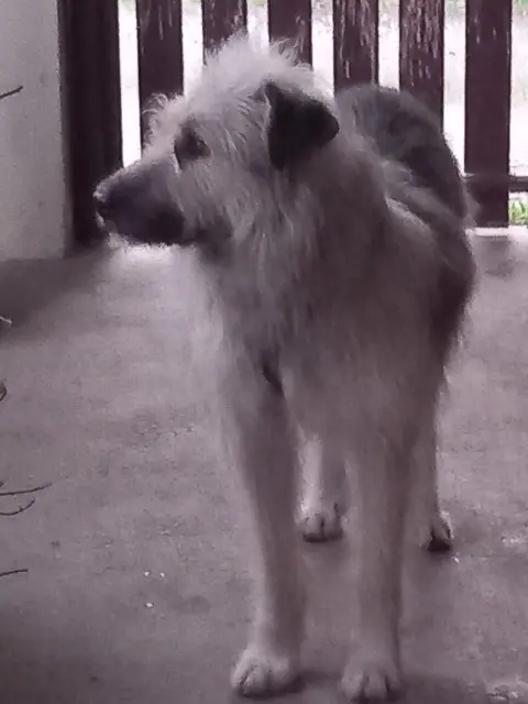 chien reunited   69410 Champagne-au-Mont-d'Or Koda