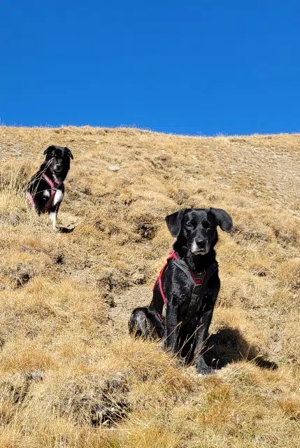 chien reunited   69250 Montanay Nomad