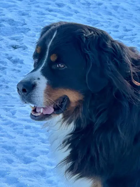 chien reunited   69370 Saint-Didier-au-Mont-d'Or Smarty
