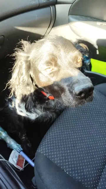 chien reunited   69120 Vaulx-en-Velin TINO