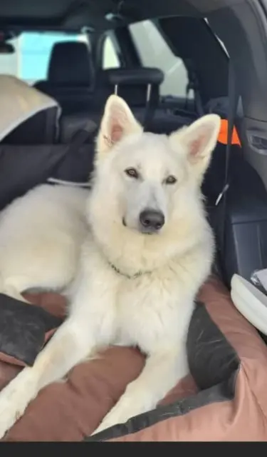 chien reunited   69290 Saint-Genis-les-Ollières Tuco