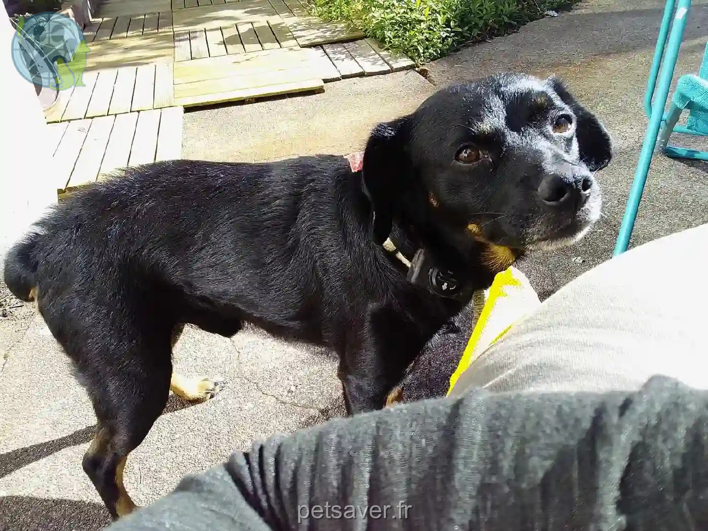 Chien Trouvé 70 Haute-Saône - Dicky Chien Trouvé 70 Haute-Saône - Dicky