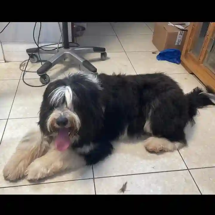 Chien Trouvé 70 Haute-Saône - Iako Chien Trouvé 70 Haute-Saône - Iako