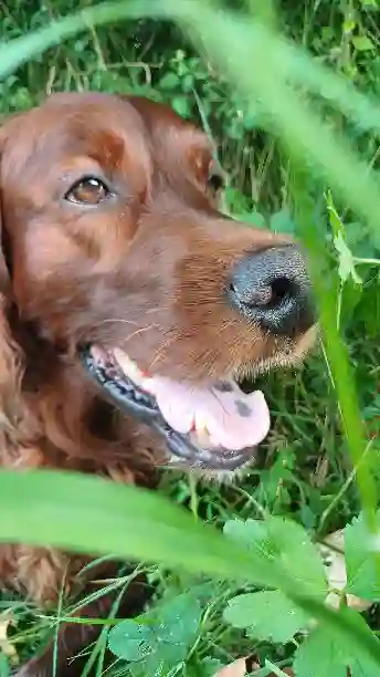 Chien Perdu 70 Haute-Saône - Narco Chien Perdu 70 Haute-Saône - Narco