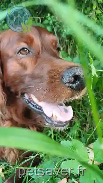 Chien Perdu 70 Haute-Saône - Narco Chien Perdu 70 Haute-Saône - Narco