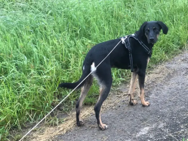 chien reunited   70200 Arpenans Uzo