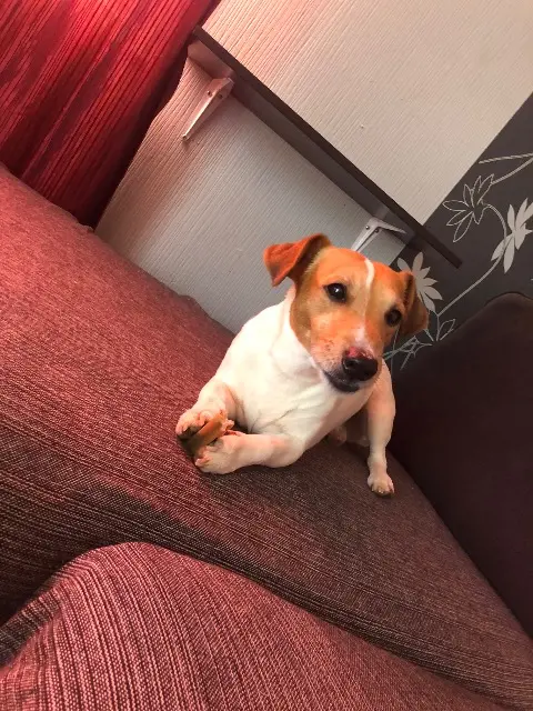 chien reunited   71240 Varennes-le-Grand Lewis