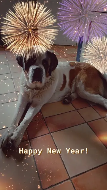 chien reunited   71580 Sagy Sunny