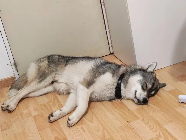 chien reunited   72510 Pontvallain Azathoth