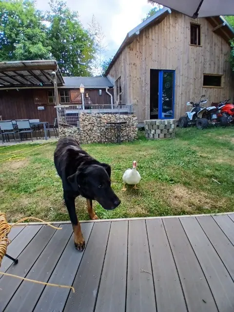 chien reunited   72240 Lavardin Hellboy