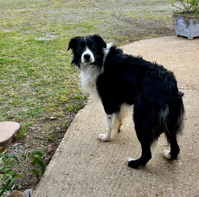 chien reunited   72110 Saint-Célerin Kaito