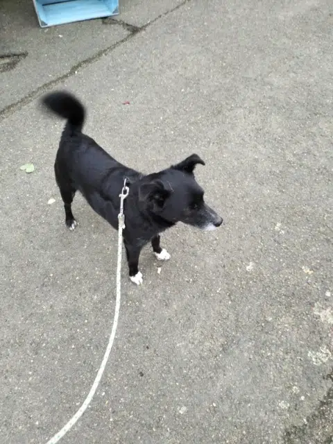 chien reunited    Le Mans Samy