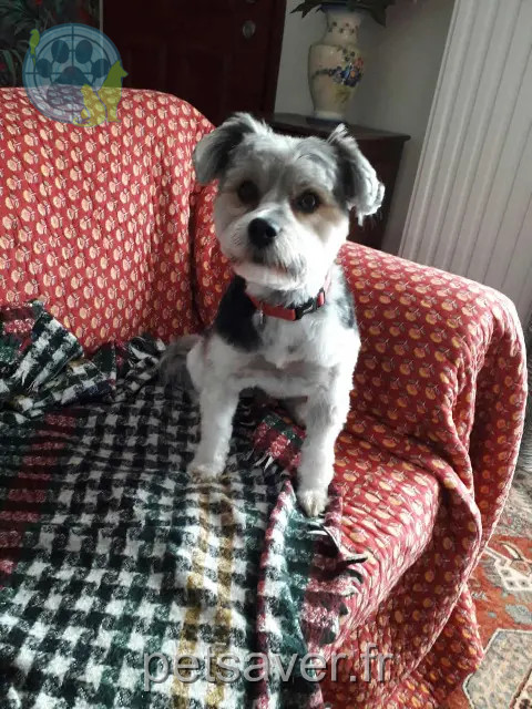 chien reunited 72170 Meurcé Saintex