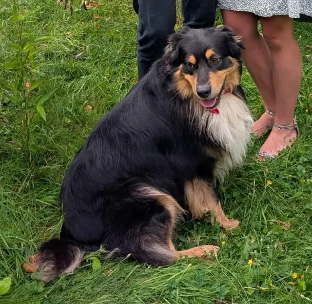 chien reunited   72320 Berfay Tagada