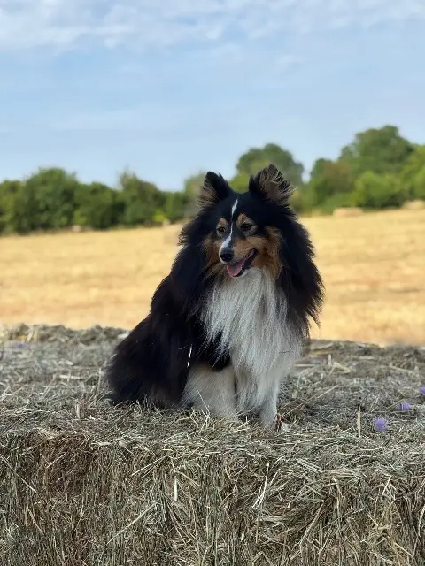 chien reunited   72510 Mansigné Uno